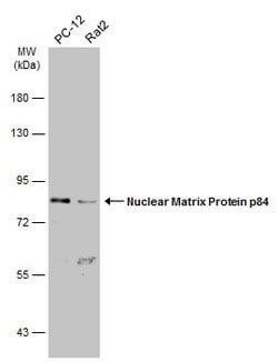 Invitrogen Nuclear Matrix Protein p84 Polyclonal Antibody 100 &mu;L; Unconjugated:Antibodies,