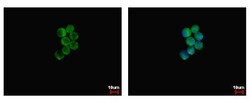 Invitrogen p47phox Polyclonal Antibody 100 &mu;L; Unconjugated:Antibodies,