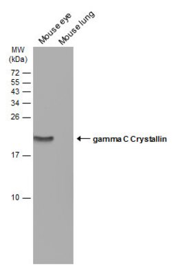 Invitrogen CRYGC Polyclonal Antibody 100 &mu;L; Unconjugated:Antibodies,