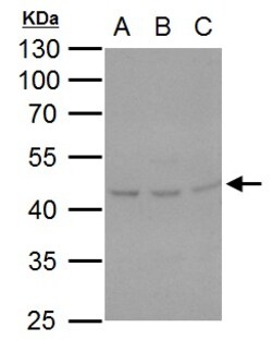 Invitrogen SERPINH1 Polyclonal Antibody 100 &mu;L; Unconjugated:Antibodies,