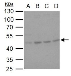 Invitrogen SERPINH1 Polyclonal Antibody 100 &mu;L; Unconjugated:Antibodies,