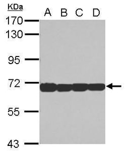 Invitrogen STIP1 Polyclonal Antibody 100 &mu;L; Unconjugated:Antibodies,