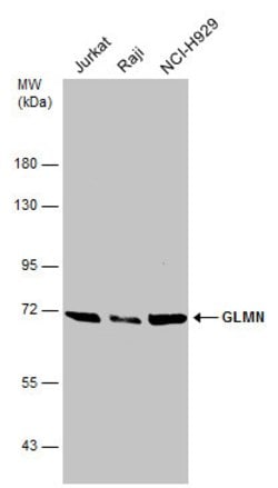 Invitrogen GLMN Polyclonal Antibody 100 &mu;L | Buy Online | Invitrogen&trade; | Fisher Scientific