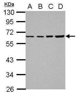Invitrogen TR2 Polyclonal Antibody 100 &mu;L; Unconjugated:Antibodies,