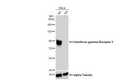 Invitrogen IFNGR1 Polyclonal Antibody 100 &mu;L; Unconjugated:Antibodies,