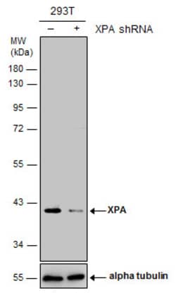 Invitrogen XPA Polyclonal Antibody 100 &mu;L; Unconjugated:Antibodies,