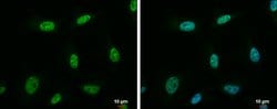 Invitrogen NRF1 Polyclonal Antibody 100 &mu;L; Unconjugated:Antibodies,