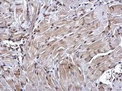 Invitrogen NRF1 Polyclonal Antibody 100 &mu;L; Unconjugated:Antibodies,
