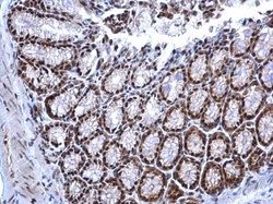 Invitrogen NRF1 Polyclonal Antibody 100 &mu;L; Unconjugated:Antibodies,