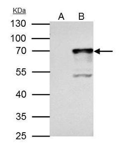 Invitrogen NRF1 Polyclonal Antibody 100 &mu;L; Unconjugated:Antibodies,