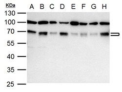 Invitrogen NRF1 Polyclonal Antibody 100 &mu;L; Unconjugated:Antibodies,