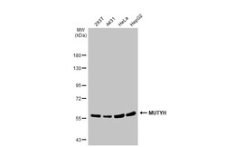 Invitrogen MUTYH Polyclonal Antibody 100 &mu;L; Unconjugated:Antibodies,