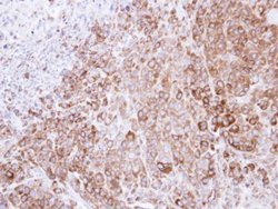 Invitrogen GRP94 Polyclonal Antibody 100 &mu;L; Unconjugated:Antibodies,