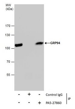 Invitrogen GRP94 Polyclonal Antibody 100 &mu;L; Unconjugated:Antibodies,