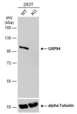 Invitrogen GRP94 Polyclonal Antibody 100 &mu;L; Unconjugated:Antibodies,