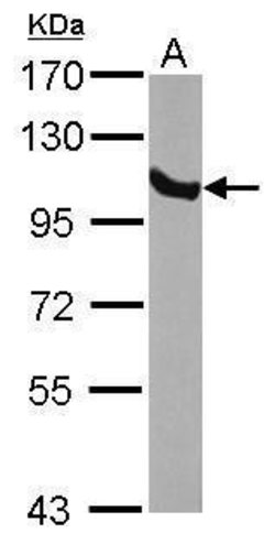 Invitrogen GRP94 Polyclonal Antibody 100 &mu;L; Unconjugated:Antibodies,
