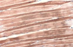 Invitrogen alpha Actinin 2 Polyclonal Antibody 100 &mu;L; Unconjugated:Antibodies,