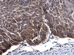 Invitrogen TFAM Polyclonal Antibody 100 &mu;L; Unconjugated:Antibodies,