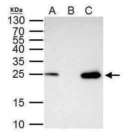Invitrogen TFAM Polyclonal Antibody 100 &mu;L; Unconjugated:Antibodies,