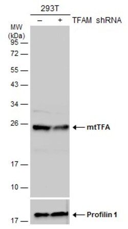 Invitrogen TFAM Polyclonal Antibody 100 &mu;L; Unconjugated:Antibodies,