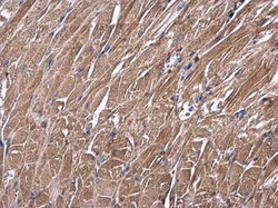 Invitrogen USP4 Polyclonal Antibody 100 &mu;L | Buy Online | Invitrogen&trade; | Fisher Scientific