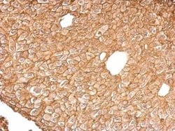Invitrogen Annexin A4 Polyclonal Antibody 100 &mu;L; Unconjugated:Antibodies,