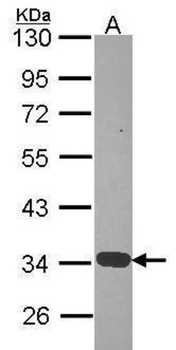 Invitrogen Annexin A4 Polyclonal Antibody 100 &mu;L; Unconjugated:Antibodies,