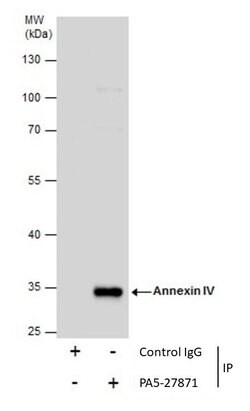 Invitrogen Annexin A4 Polyclonal Antibody 100 &mu;L; Unconjugated:Antibodies,