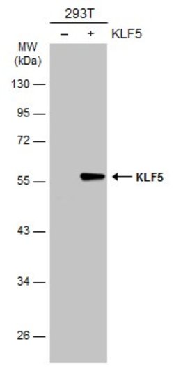Invitrogen KLF5 Polyclonal Antibody 100 &mu;L; Unconjugated:Antibodies,