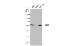 Invitrogen KLF5 Polyclonal Antibody 100 &mu;L; Unconjugated:Antibodies,