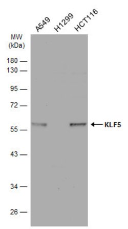 Invitrogen KLF5 Polyclonal Antibody 100 &mu;L; Unconjugated:Antibodies,