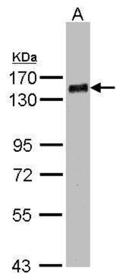 Invitrogen PHF20 Polyclonal Antibody 100 &mu;L; Unconjugated:Antibodies,