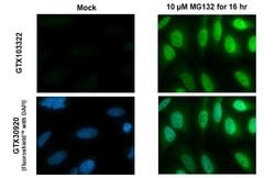 Invitrogen Nrf2 Polyclonal Antibody 100 &mu;L; Unconjugated:Antibodies,