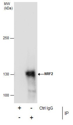 Invitrogen Nrf2 Polyclonal Antibody 100 &mu;L; Unconjugated:Antibodies,