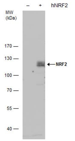 Invitrogen Nrf2 Polyclonal Antibody 100 &mu;L; Unconjugated:Antibodies,
