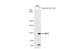 Invitrogen Nrf2 Polyclonal Antibody 100 &mu;L; Unconjugated:Antibodies,