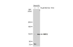 Invitrogen Nrf2 Polyclonal Antibody 100 &mu;L; Unconjugated:Antibodies,