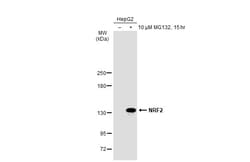 Invitrogen Nrf2 Polyclonal Antibody 100 &mu;L; Unconjugated:Antibodies,