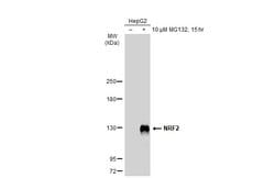 Invitrogen Nrf2 Polyclonal Antibody 100 &mu;L; Unconjugated:Antibodies,