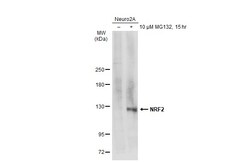 Invitrogen Nrf2 Polyclonal Antibody 100 &mu;L; Unconjugated:Antibodies,