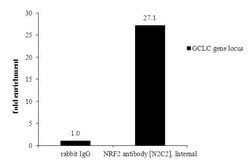 Invitrogen Nrf2 Polyclonal Antibody 100 &mu;L; Unconjugated:Antibodies,