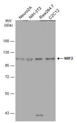 Invitrogen Nrf2 Polyclonal Antibody 100 &mu;L; Unconjugated:Antibodies,