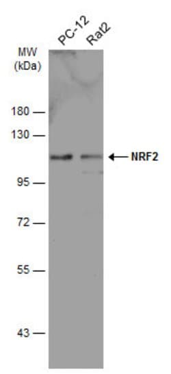 Invitrogen Nrf2 Polyclonal Antibody 100 &mu;L; Unconjugated:Antibodies,
