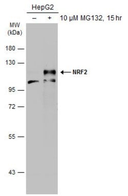 Invitrogen Nrf2 Polyclonal Antibody 100 &mu;L; Unconjugated:Antibodies,