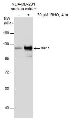 Invitrogen Nrf2 Polyclonal Antibody 100 &mu;L; Unconjugated:Antibodies,