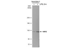 Invitrogen Nrf2 Polyclonal Antibody 100 &mu;L; Unconjugated:Antibodies,
