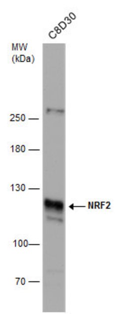 Invitrogen Nrf2 Polyclonal Antibody 100 &mu;L; Unconjugated:Antibodies,