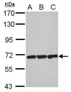 Invitrogen PLS3 Polyclonal Antibody 100 &mu;L | Buy Online | Invitrogen&trade; | Fisher Scientific