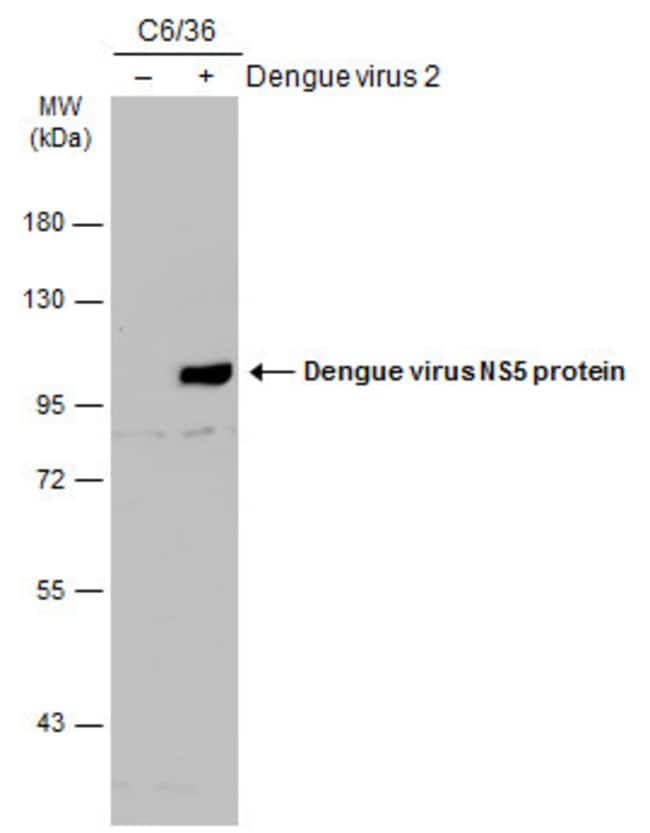 Invitrogen Dengue Virus Type 2 NS5 Polyclonal Antibody 100 μL ...