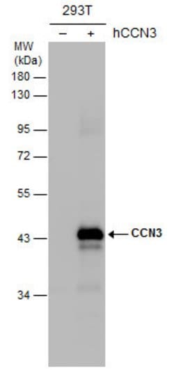 Invitrogen NOV Polyclonal Antibody 100 &mu;L; Unconjugated:Antibodies,